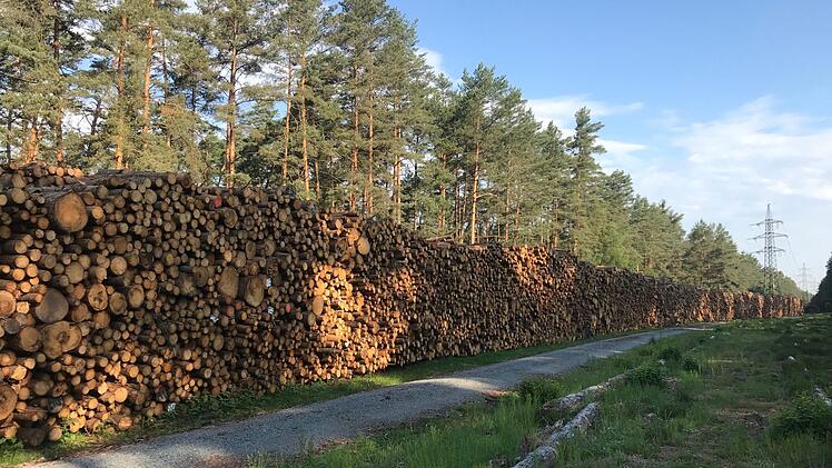 Endlose Reihen von entrindeten Baumstämmen säumen die Waldstraßen im südlichen Hauptsmoorwald - ein Holzfriedhof aus Fichten und Kiefern.  Foto: Michael Wehner