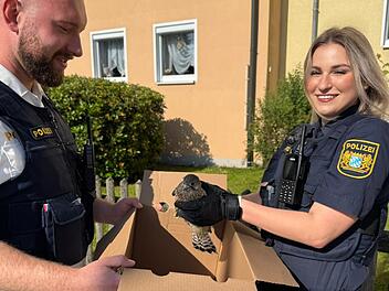 Turmfalke verletzt - Frau erfasste ihn mit dem Auto