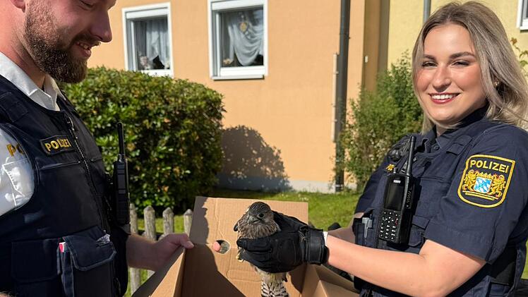 Turmfalke verletzt - Frau erfasste ihn mit dem Auto