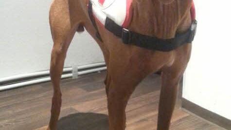 Alia befindet sich noch in der Ausbildung zum Rettungshund.