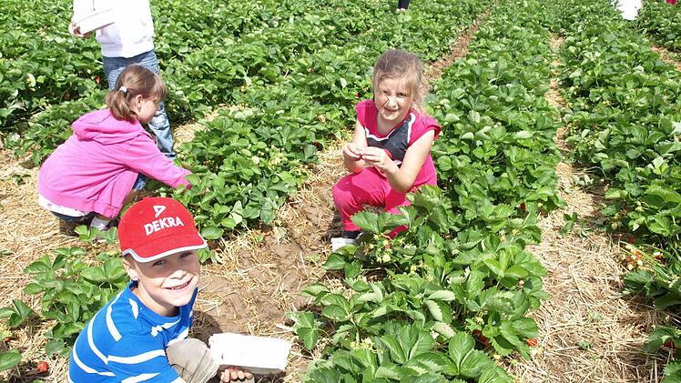 Herrlicher Sonnenschein, keine Schule und leckere Erdbeeren - für Seline, Maxi und Lina (von links) ist es ein toller Tag.