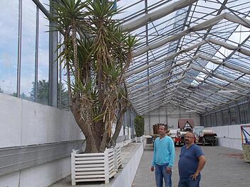 Martin Christ und Kurgärtner Holger Paff im alten Palmenhaus. Deutlich zu sehen ist, dass der Boden vor Jahren einmal abgesenkt wurde. Fotos: Thomas Mäuser