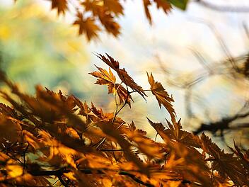 Herbstvorbereitungen im Garten: Welche Schritte du im September gehen solltest