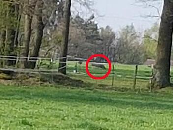 Diese Foto machte Petra Juergens mit ihrem Handy. Hinter den Absperrbändern tauchte am Freitagmorgen eine graue Gestalt (im Kreis) auf.