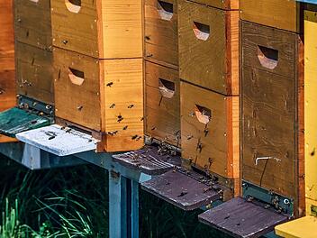 Bad Bocklet: Bienenstöcke in Brand gesteckt Bad Bocklet: Bienenstöcke in Brand gesteckt