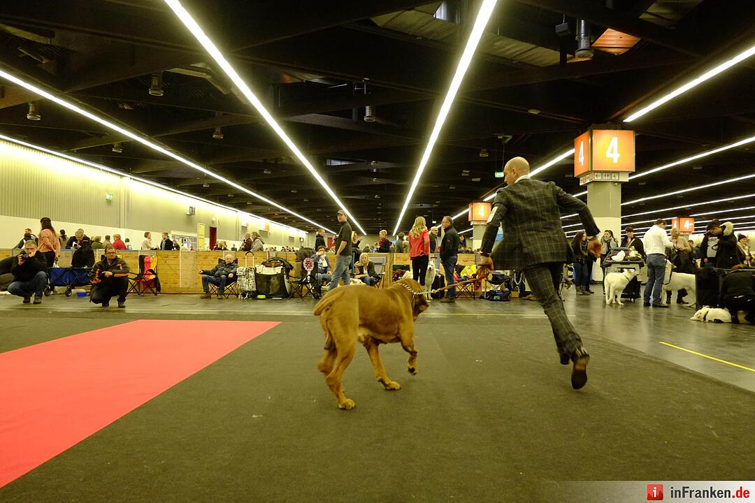 43. Internationale Rassehundeausstellung (Cacib) in Nürnberg
