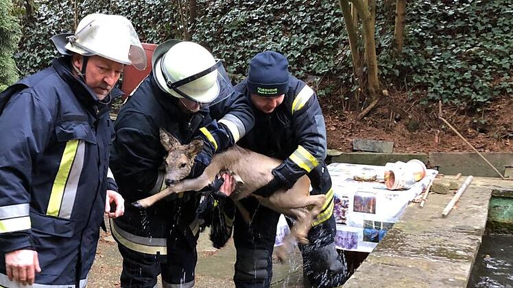 Die Feuerwehr Kronach rettete zwei Rehe. Foto: Stefan Wicklein