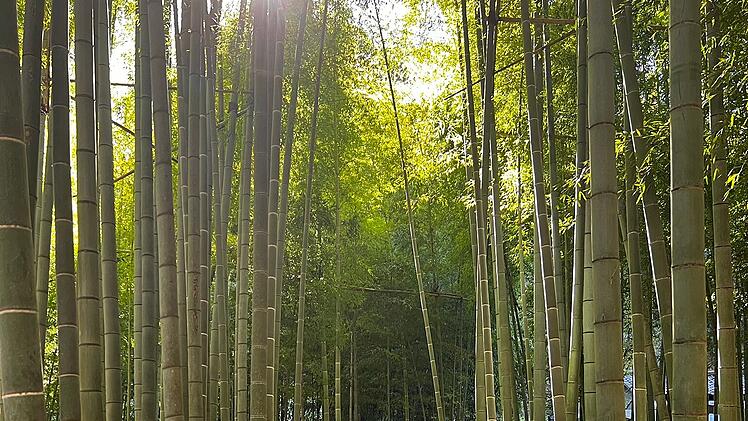 Coburger Studentin berichtet von Auslandsstudium in Tokio