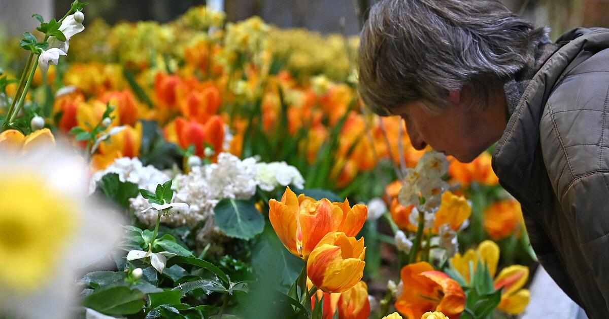 350-000-Besucher-auf-der-Gr-nen-Woche-Messechef-zufrieden