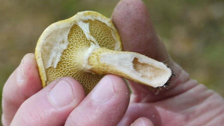 ein Hohlfußröhrling