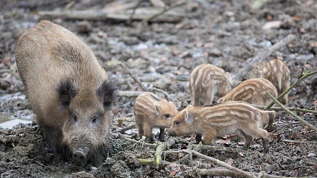 Eine Wildschweinrotte mit elf Tieren verlor in der Nacht auf Donnerstag ihr Leben: Ein Mann ist mit voller Wucht in die Herde gefahren. Foto: Friso Gentsch/dpa