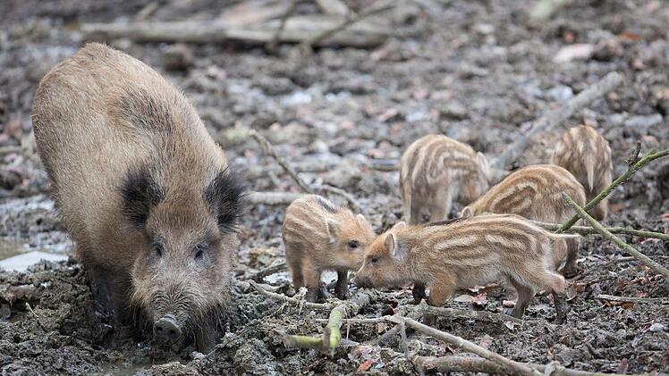Eine Wildschweinrotte mit elf Tieren verlor in der Nacht auf Donnerstag ihr Leben: Ein Mann ist mit voller Wucht in die Herde gefahren. Foto: Friso Gentsch/dpa