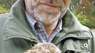 Laut Harald Höhn haben junge Hasen ein ähnliches Problem wie Rehkitze: Sie stellen sich im hohen Gras tot.