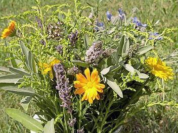 Ein Kr&auml;uterstrau&szlig; aus Ringelblumen, Salbei, Minze, Oregano, Eberraute, Goldrute, Lavendel, Estragon und Borretsch Foto: Nicole Julien-Mann