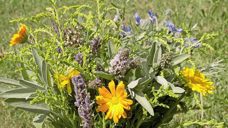 Ein Kr&auml;uterstrau&szlig; aus Ringelblumen, Salbei, Minze, Oregano, Eberraute, Goldrute, Lavendel, Estragon und Borretsch Foto: Nicole Julien-Mann