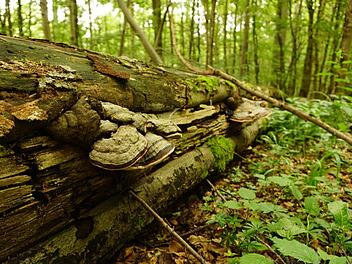 Totholz in Kernzonen ist ein optimaler Lebensraum für Kleinstlebewesen.  Foto: Marion Eckert