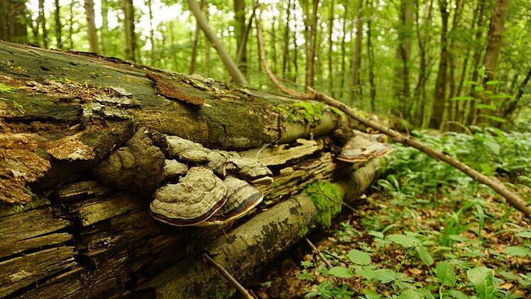 Totholz in Kernzonen ist ein optimaler Lebensraum für Kleinstlebewesen.  Foto: Marion Eckert