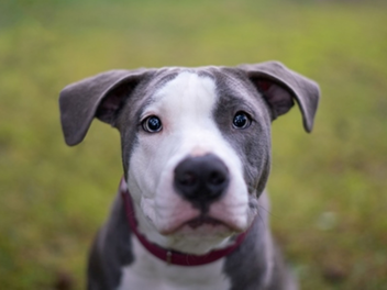 Tierheim N&uuml;rnberg: H&uuml;ndin Laika kann nicht in Bayern vermittelt werden - wer nimmt "kleinen Wirbelwind" auf?