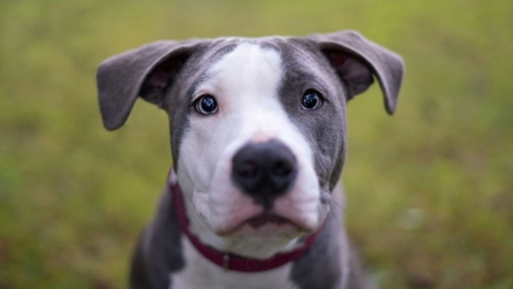 Tierheim N&uuml;rnberg: H&uuml;ndin Laika kann nicht in Bayern vermittelt werden - wer nimmt "kleinen Wirbelwind" auf?