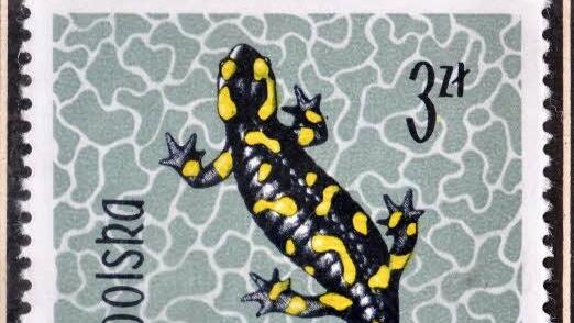 Auf der polnischen Briefmarke ist ein Feuersalamander abgebildet.