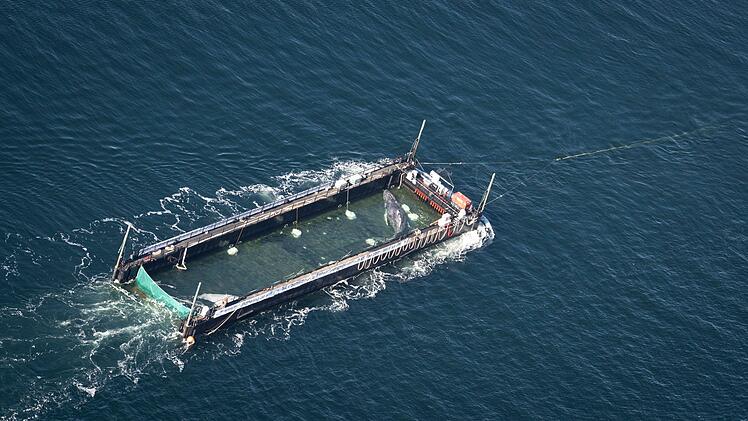 Weitere Entwicklung zum Buckelwal in der Ostsee