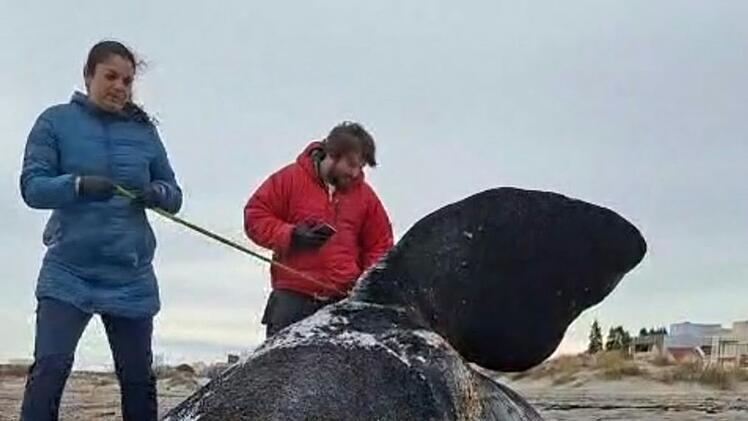 Dutzende toter Jungwale in Patagonien an Land gesp&uuml;lt