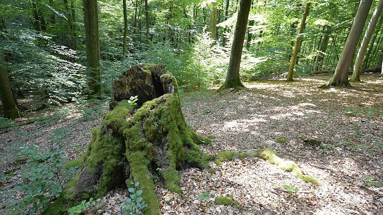 Foto: Ronald Rinklef