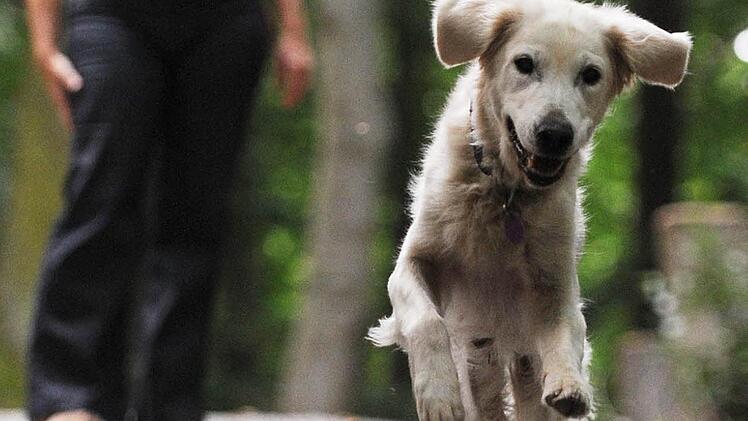 Die Reichenbacher Gemeinderäte einigten sich auf eine Verordnung, wann und welche Hunde an die Leine müssen und wo die Vierbeiner frei laufen dürfen. Foto: Bernd Weißbrod/dpa