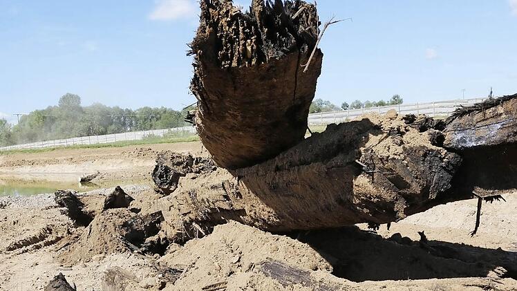 Bis zu 20 000 Jahre alt - fast schon eine Vorstufe zu Braunkohle - sind diese Holzbalken, die aus dem alten Mainabschnitt geholt wurden. Sie werden im neuen wieder eingebaut, als Quersporne, an denen sich Sand ablagern kann.