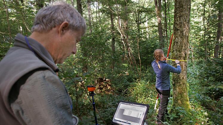 Bei der Bundeswaldinventur erfassen Joachim E&szlig;linger und Laura Winckelmann auch Daten wie die H&ouml;he des Baumes und dessen Stammdurchmesse. Foto: Steffen Standke