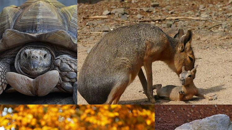 Sicher kannst auch du dein Lieblingstier im Zoo Hof finden.