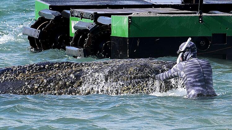 Wal an der Ostseek&uuml;ste gestrandet