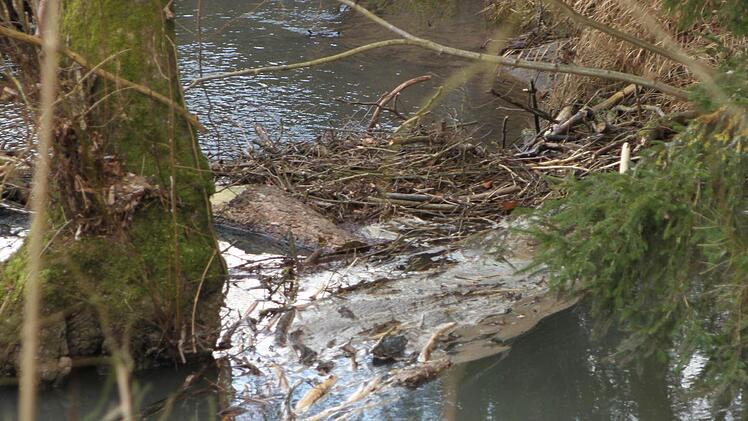 Der Biber schreckt auch vor dicken Baumstämmen nicht zurück. Auch im Ebelsbach kommt es zu zahlreichen Verklausungen durch Äste und Zweige. Foto: Geiling