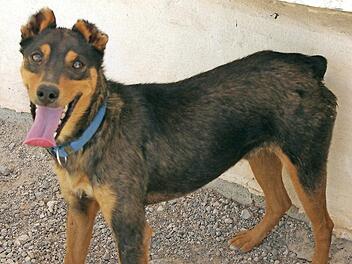 Das ist Truman. Der Schalk blitzt ihm aus den Augen. Der zweij&auml;hrige Pinschermischling ist ein Schmuser und sehr vertr&auml;glich mit seinen Artgenossen. Er muss aber noch viel lernen. Foto: Tierheim Kronach