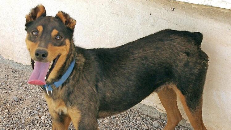 Das ist Truman. Der Schalk blitzt ihm aus den Augen. Der zweij&auml;hrige Pinschermischling ist ein Schmuser und sehr vertr&auml;glich mit seinen Artgenossen. Er muss aber noch viel lernen. Foto: Tierheim Kronach