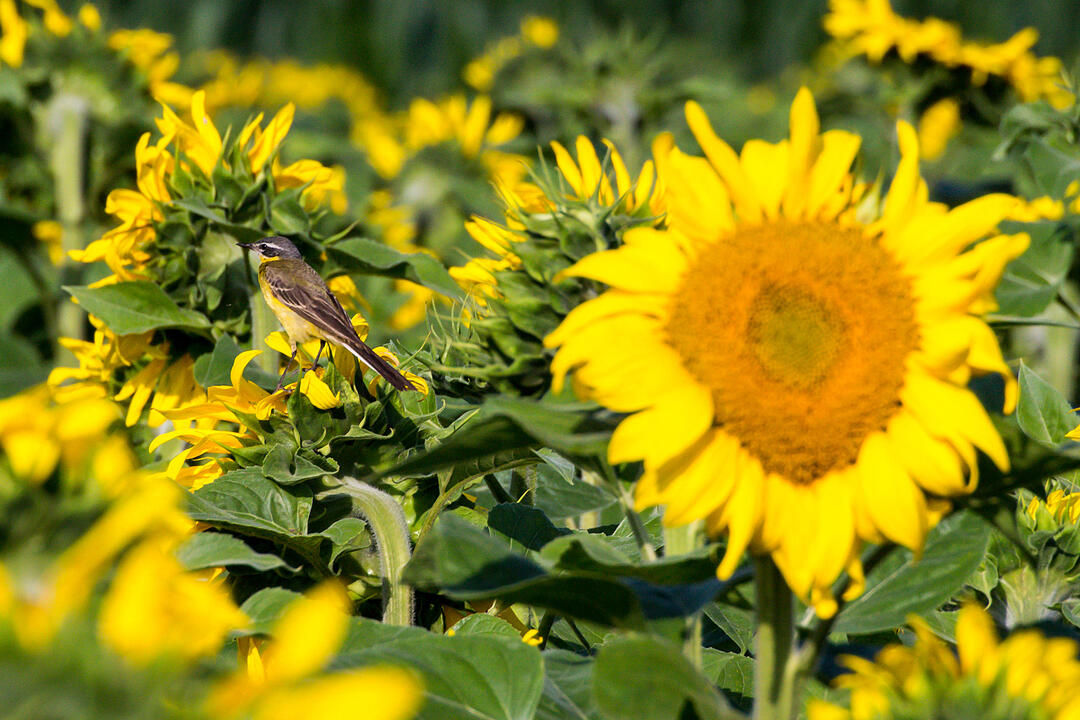 Fotos Konrad Thomann