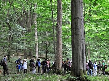 Diese Aufnahme könnte auch aus dem Steigerwald stammen: Besuchergruppe aus Franken im Hainich in Thüringen.  Foto: p