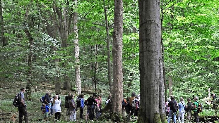 Diese Aufnahme könnte auch aus dem Steigerwald stammen: Besuchergruppe aus Franken im Hainich in Thüringen.  Foto: p