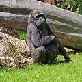 Gorilla Lena