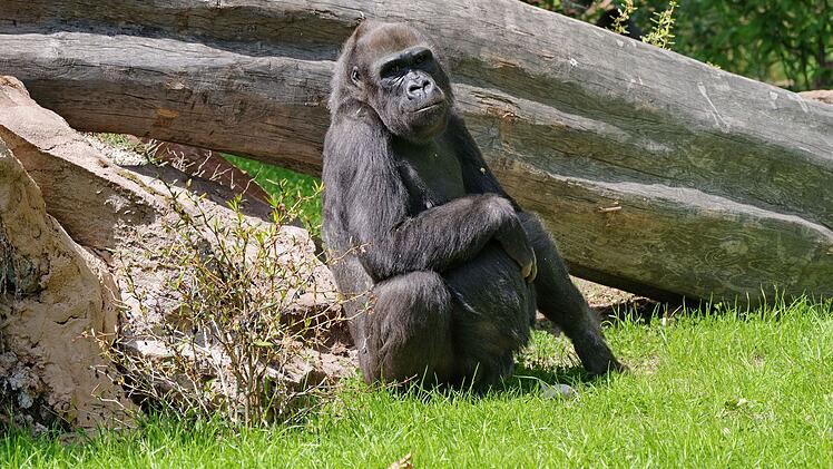 Gorilla Lena