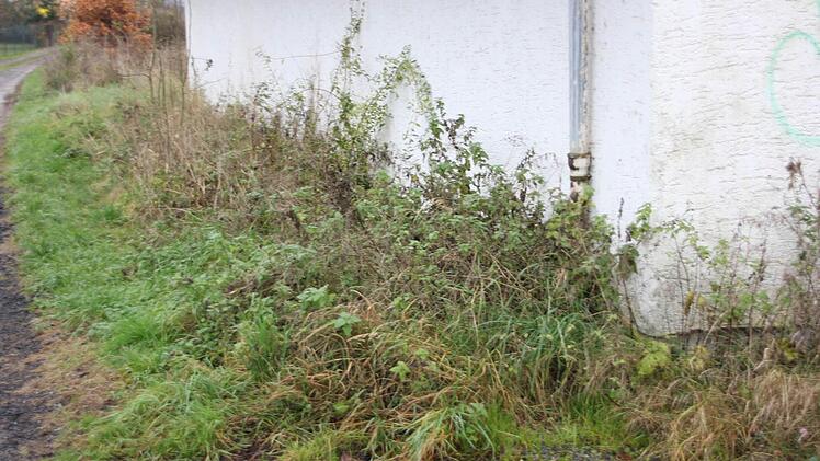 Rund um das alte Unterstellhäuschen wuchert Unkraut. (Foto: Friedwald Schedel)