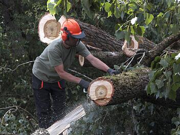 Wo gesägt wird, fallen Spähne.  Foto: Josef Hofbauer