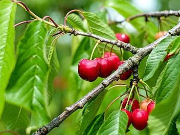 Welcher Schnitt bei sogenannten Gehölzen am besten ist, weiß Gartenexperte Jupp Schröder. Symbolfoto: Pixabay/ Couleur