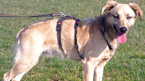 "Tico ist ein kastrierter Mischling, ungef&auml;hr drei Jahre alt und 48 Zentimeter hoch.  Foto: pr