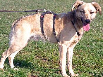 "Tico ist ein kastrierter Mischling, ungef&auml;hr drei Jahre alt und 48 Zentimeter hoch.  Foto: pr