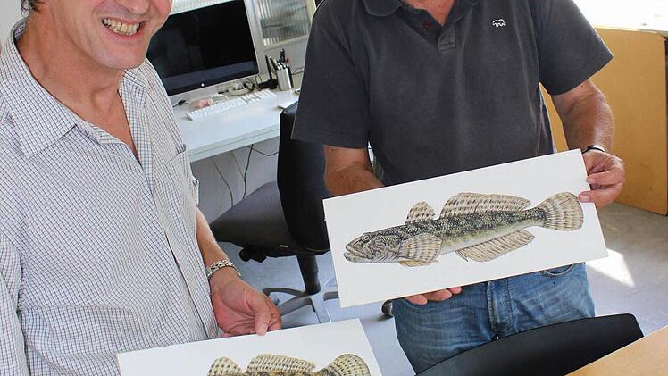 Aufklärung tut Not: Bernhard Ziegler und Dr. Peter Wondrak wollen das Interesse für die Fische im Main wecken und auf die drohenden Gefahren für sie hinweisen. Auch die drei gemalten Grundeln finden ihren Platz auf dem Fischlehrpfad in Kitzingen. Sie werden bis zu zehn Zentimeter groß und haben sich in den letzten Jahren im Main rasant ausgebreitet. Foto: Nina Grötsch