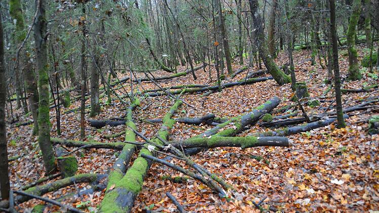 DSC 7288 - Ein Waldstück mit allerhand Totholz. Jedoch wurden die Bäume bereits vor zwei Jahren gefällt und liegen gelassen.