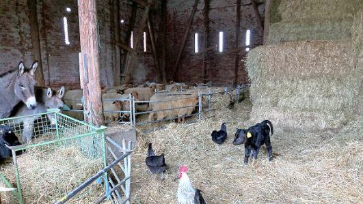 Auf Entdeckungstour im Stall: Das kleine Bullenkalb inmitten von Eseln, Schafen und Hühnern  Foto: Christiane Lehmann