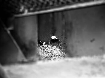 Exkremente von Tauben liegen fast überall in Forchheim. Foto: Hofbauer