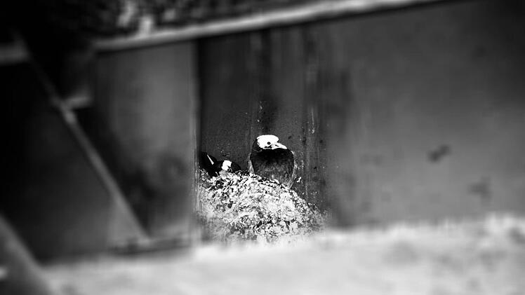 Exkremente von Tauben liegen fast überall in Forchheim. Foto: Hofbauer